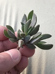Delosperma litorale
