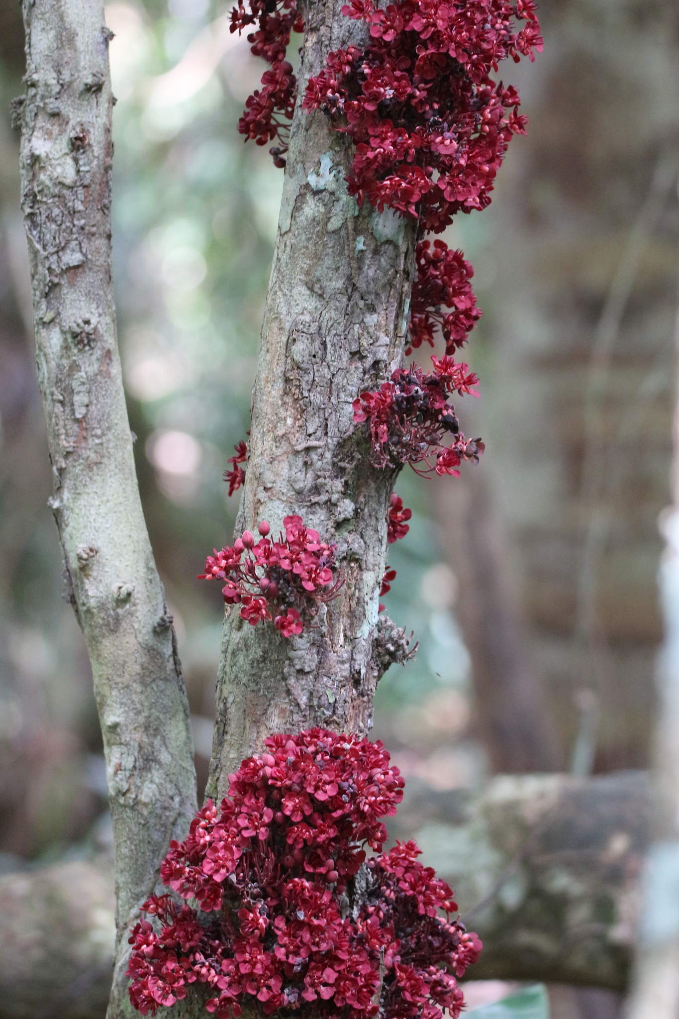 Theobroma speciosum