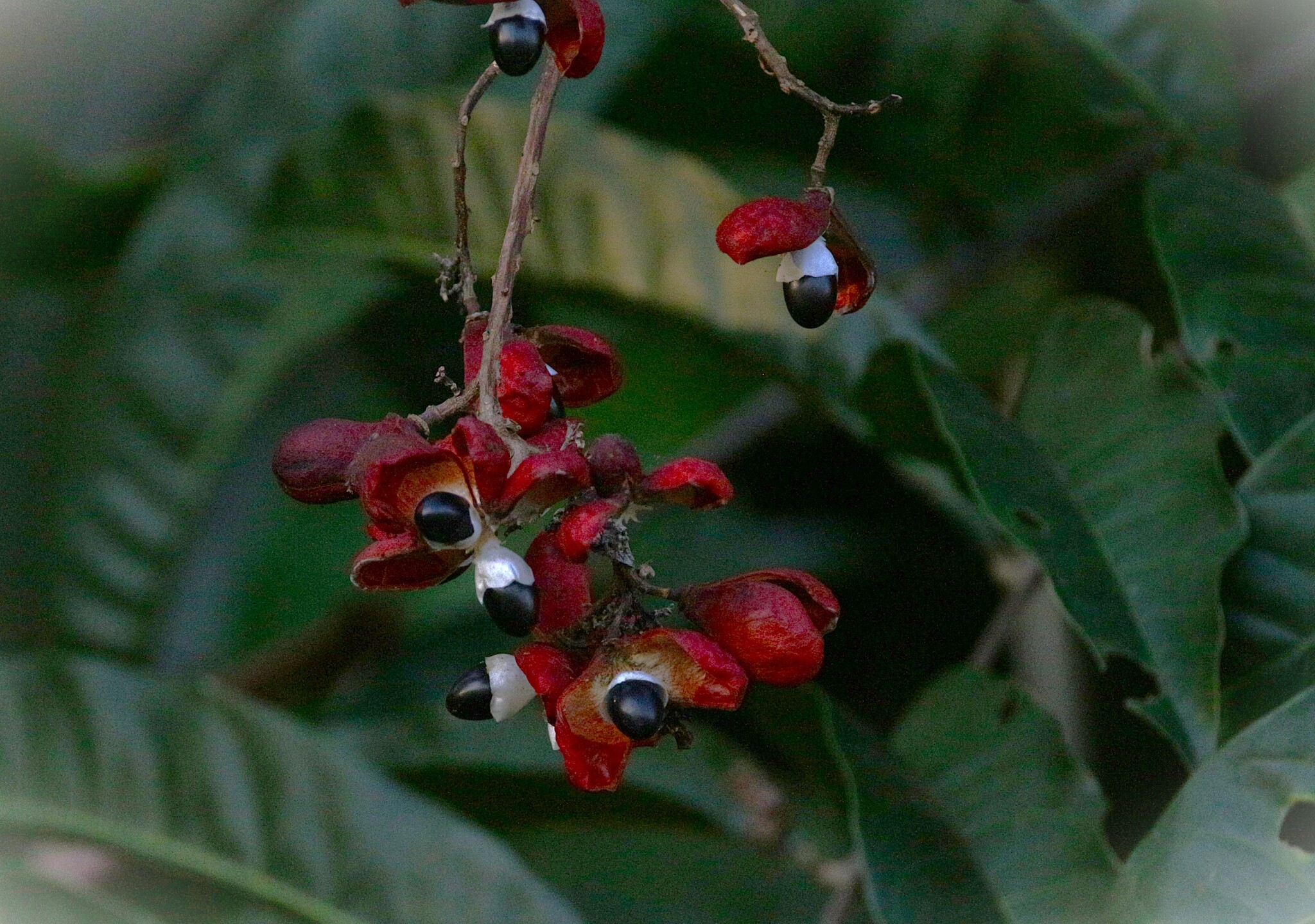 Paullinia elegans