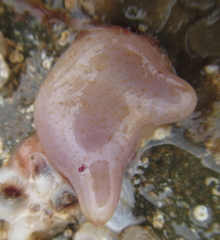 Cnemidocarpa