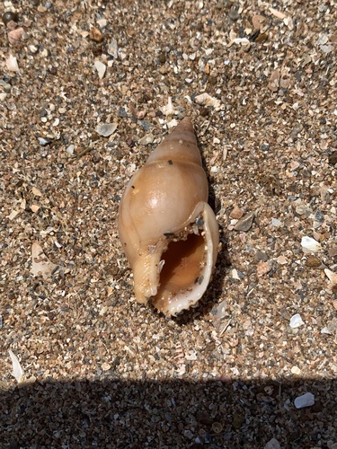 Nassarius dorsatus