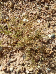 Spergularia pazensis