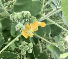 Abutilon umbelliflorum
