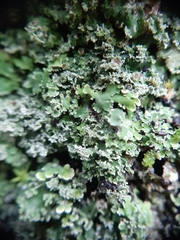 Pannaria minutiphylla