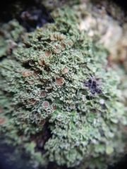 Pannaria minutiphylla