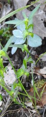 Acalypha monococca, photograph (c) saltyhiker, some rights reserved (CC BY)