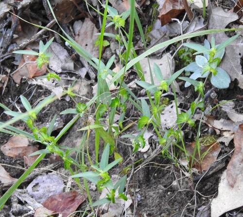 One-Seeded Mercury (Acalypha monococca)