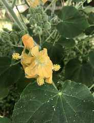 Abutilon umbelliflorum