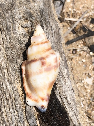 Canarium orrae