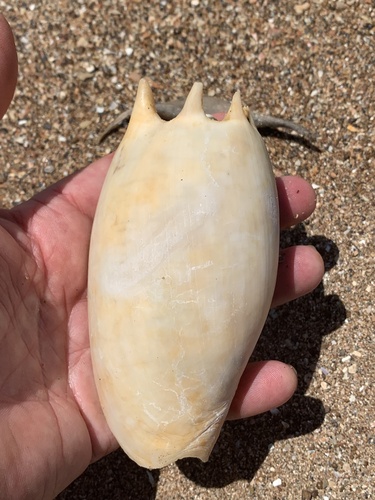 Melon Shell