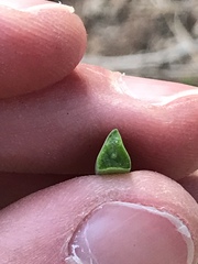 Delosperma litorale