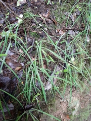 Arthropodium candidum