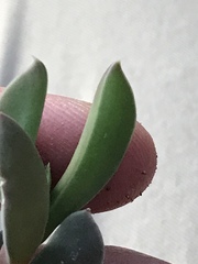 Delosperma litorale
