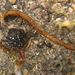 Shortsnout Pipefish - Photo (c) tangatawhenua, some rights reserved (CC BY-NC), uploaded by tangatawhenua