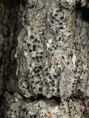 Cresponea chloroconia