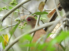 Piaya cayana