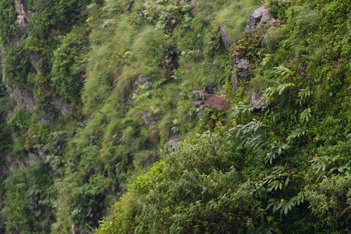 Himalayan Goral