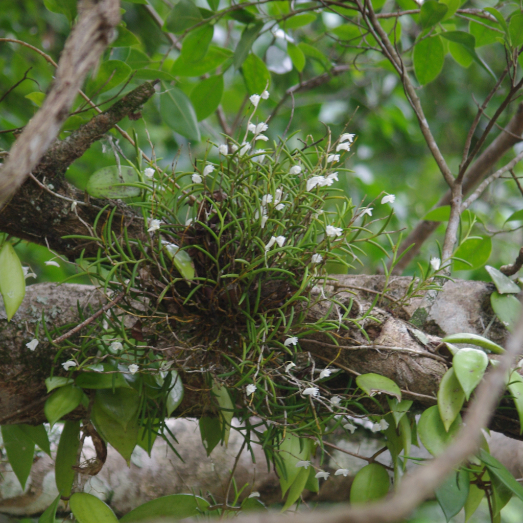 Dendrobium hainanense Rolfe