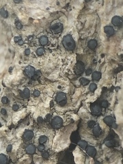 Cresponea chloroconia