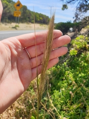 Austrostipa flavescens