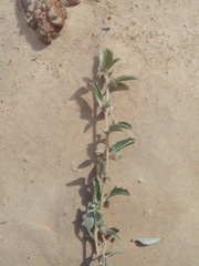 Atriplex suberecta