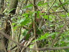 Piaya cayana