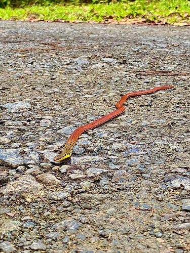 Grabowsky's Reed Snake