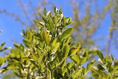 Fraxinus berlandieriana