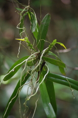 Orchidaceae