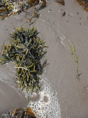 Fucus distichus edentatus