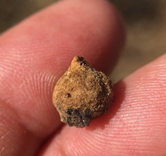 Disholcaspis simulata