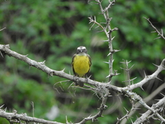 Myiozetetes similis