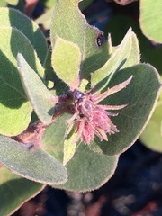 Arctostaphylos morroensis
