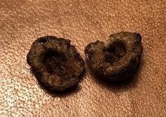 Disholcaspis simulata