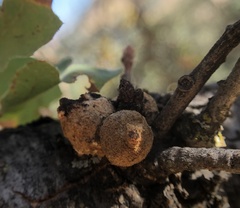 Disholcaspis simulata