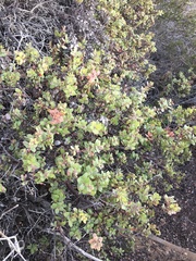 Arctostaphylos morroensis