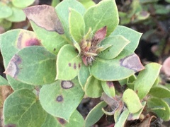 Arctostaphylos morroensis