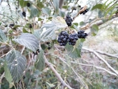 Lantana achyranthifolia