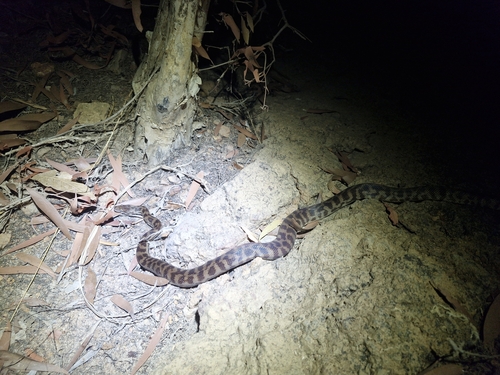 Children's Pythons sighting