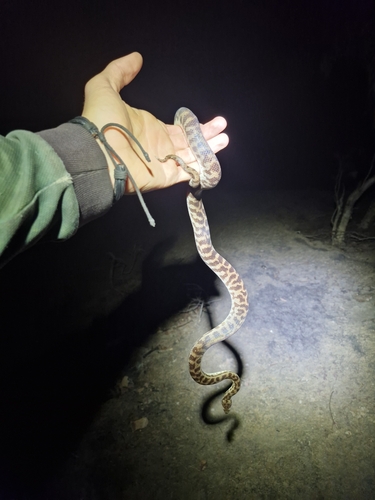 Spotted Python sighting