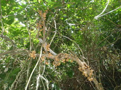 Magnoliopsida