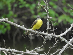 Myiozetetes similis