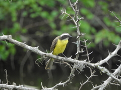 Myiozetetes similis