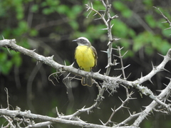 Myiozetetes similis