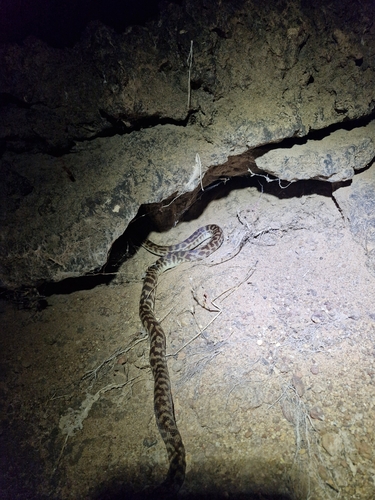 Spotted Python sighting