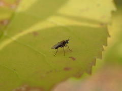 Achradocera barbata