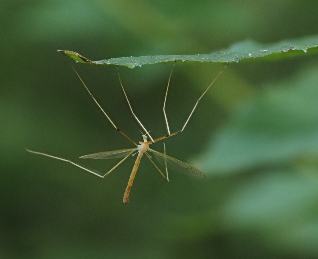 Pedicia straminea