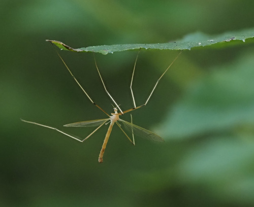 Pedicia straminea