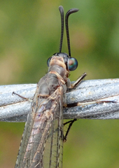 Myrmeleontidae