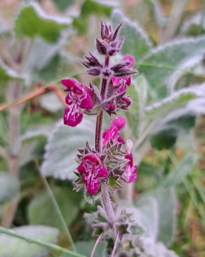 Whitespot (Stachys sylvatica)